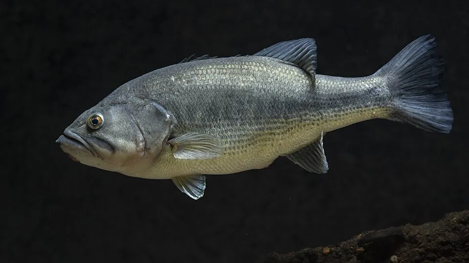 Black-bass, photographie