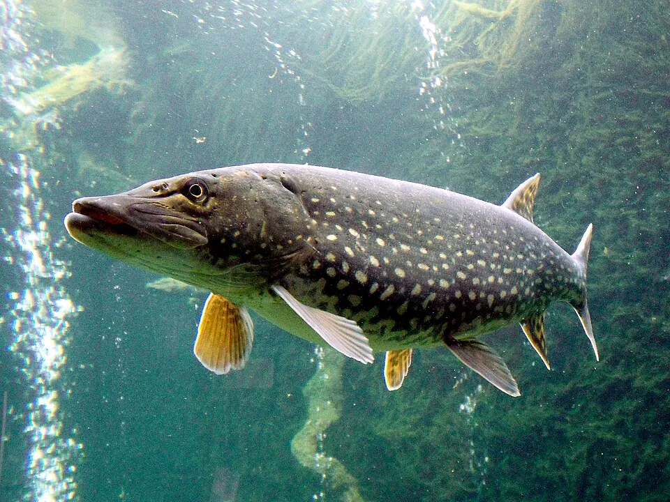 Brochet, photographie